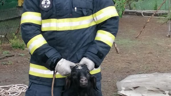 GIURGIU: Pompierii au salvat o capră căzută într-o fântână de 9 metri