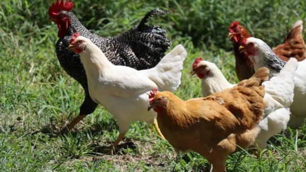 OMS: Îngrijorare cu privire la răspândirea gripei aviare H5N1
