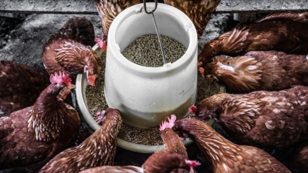 UCPR: Carnea de pui și ouăle din România nu prezintă riscuri pentru consumatori