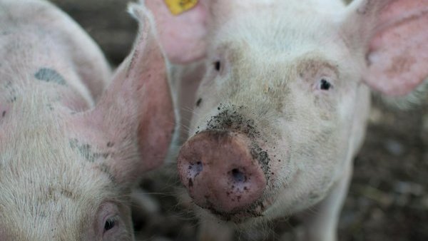 OLT: Focar de pestă porcină africană, confirmat la Negreni
