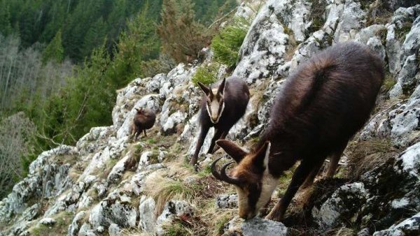 HARGHITA: Populația de capre negre din Parcul Național Cheile Bicazului-Hășmaș, evaluată